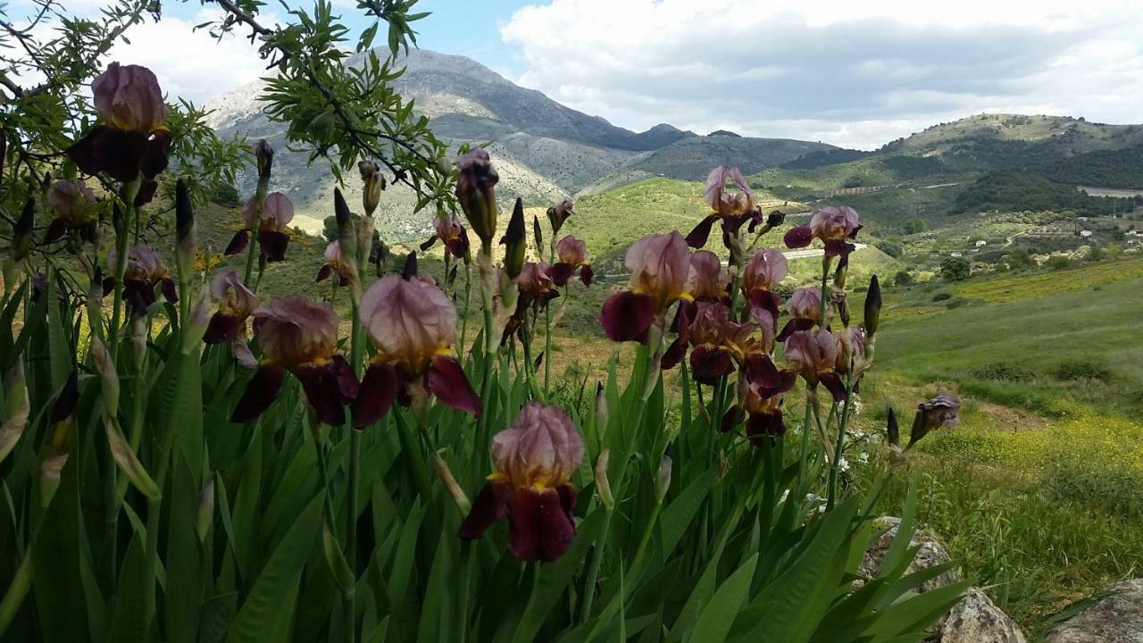Finca Las Morenas Yunquera Dış mekan fotoğraf